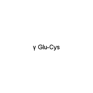 γ Glu-Cys